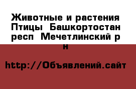 Животные и растения Птицы. Башкортостан респ.,Мечетлинский р-н